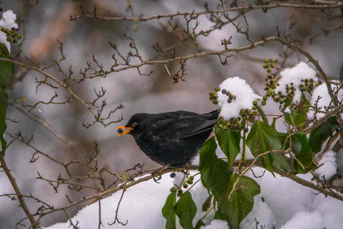 Merlo inverno